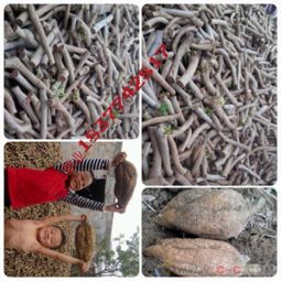 廣西藤縣和平梁氏農(nóng)副產(chǎn)品銷售部 優(yōu)質(zhì)葛根苗及農(nóng)副產(chǎn)品穩(wěn)定供應(yīng)