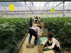 萬山搭建平臺暢通銷路，助力百姓增收農(nóng)副產(chǎn)品銷售