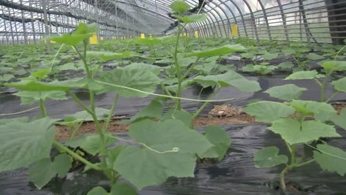 新鄉延津縣 產業引領，項目帶動，鋪就鄉村振興新“糧”道