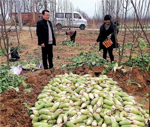 河南魯山 駐村工作隊員變身“銷售員”，群眾農副產品銷路不愁