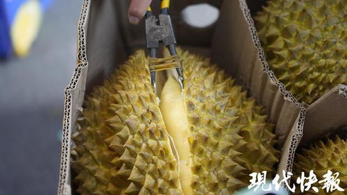 東南亞直采榴蓮首柜到港南京眾彩，開啟高端農副產品銷售新篇章